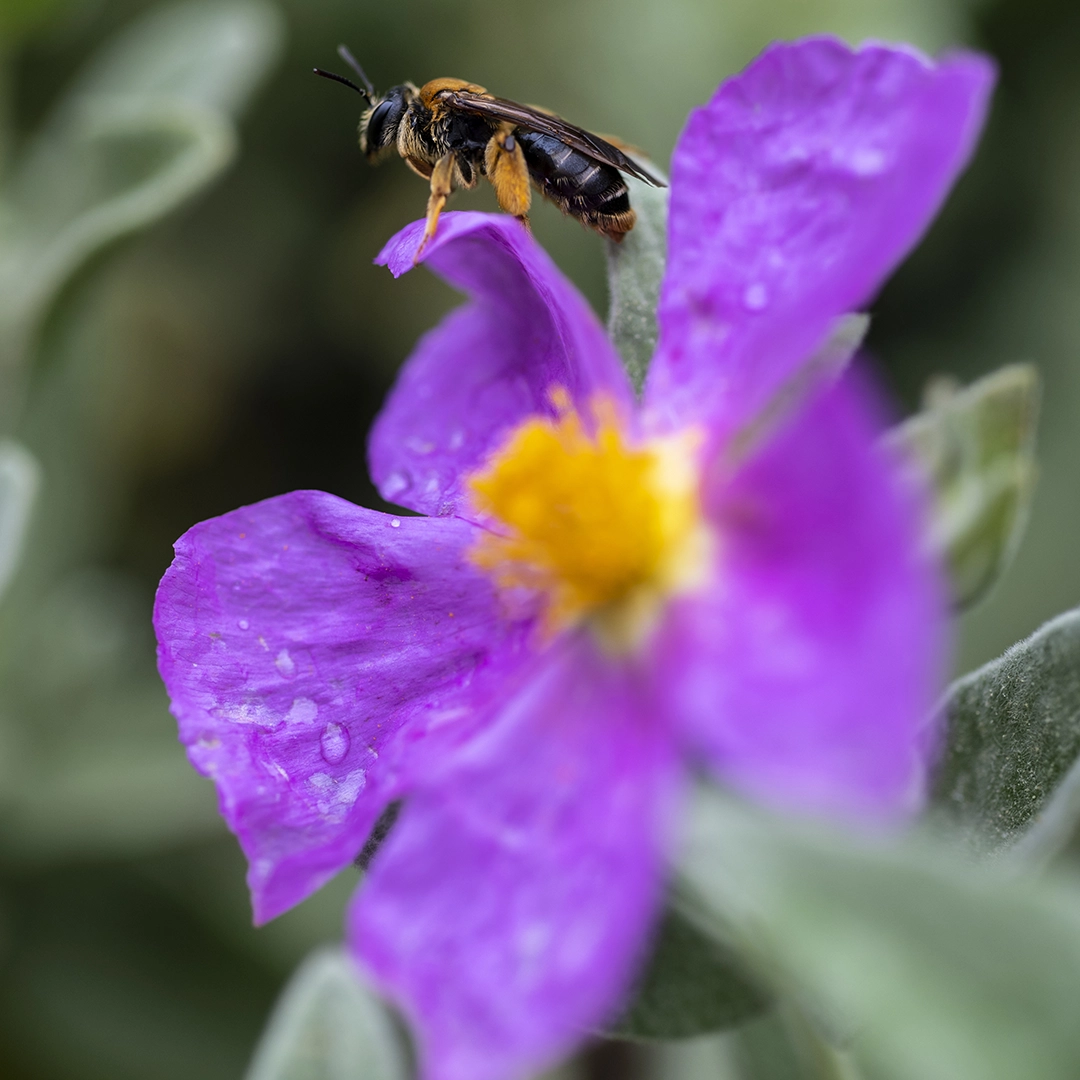 les-abeilles-polenisation-printemps-jardin-fruits-legumes-fleurs